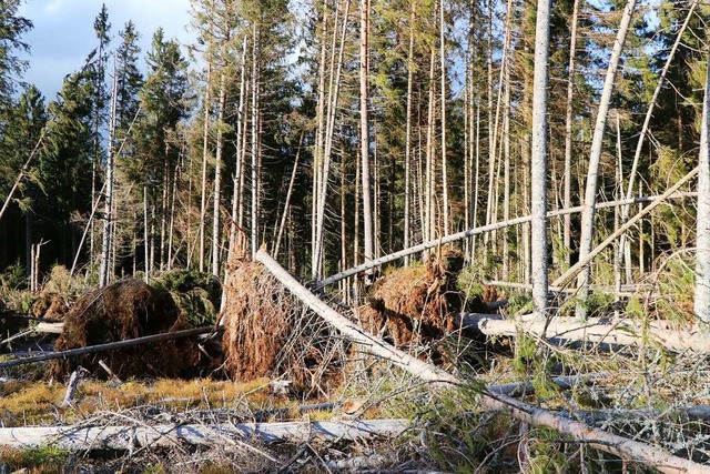 Deutliche Spuren hat das Sturmtief Sab...nd Titisee hinterlassen. Dieter Maurer  | Foto: Dieter Maurer