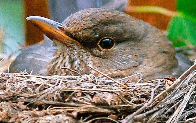 Eine Amsel sitzt in ihrem gerade fertiggestellten Nest und brtet ihre Eier aus.  | Foto: Ingo Wagner (dpa)