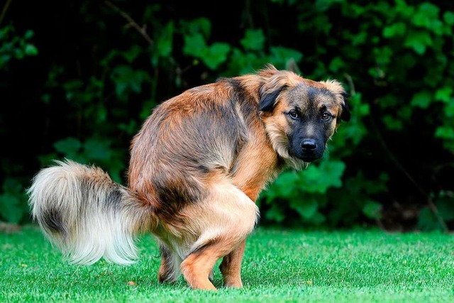 Gleich sollte der Hundehalter zum Beutel greifen.   | Foto: Carola Schubbel  (stock.adobe.com)