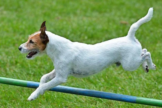 20 Mitglieder haben vergangenes Jahr den Hundesportverein verlassen