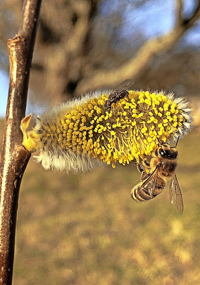 Eine gute Futterquelle fr Bienen biet...reibt Leserin Barbara Berger Marterer.  | Foto: Werner Zink