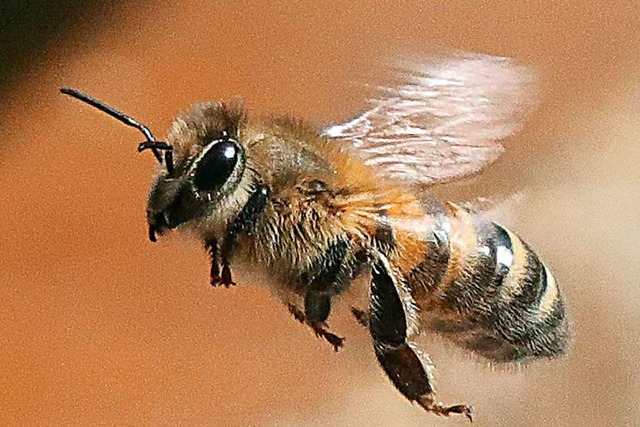 Wie werden sich die Bienen dieses Jahr entwickeln?  | Foto: Wolfgang Kumm (dpa)