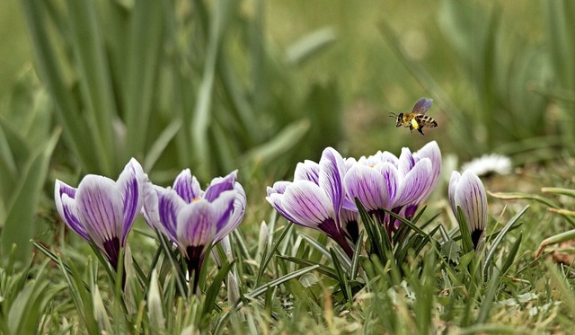   | Foto: WOLFGANG SPEEREMMENDINGEN