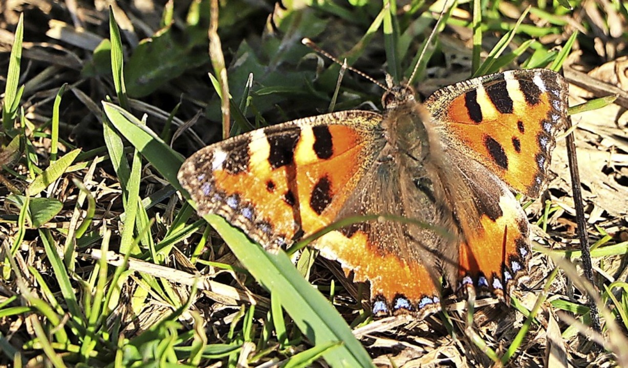 Natur erwacht aus dem Winterschlaf - Bonndorf - Badische Zeitung