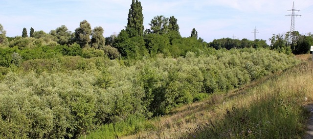 Nach der Auskiesung gewinnt die Natur ...oer Geschwindigkeit fr sich zurck.   | Foto: Victoria Langelott