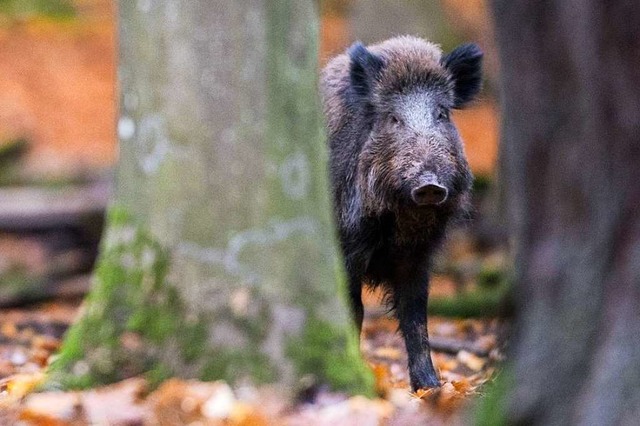 Die Zahl der geschossenen Wildschweine nimmt seit Jahren ab.  | Foto: Lino Mirgeler