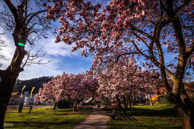 Frhlingsbeginn bei der Erwin-Sick-Strae in Waldkirch.  | Foto: Dieter Tritschler (Leser)