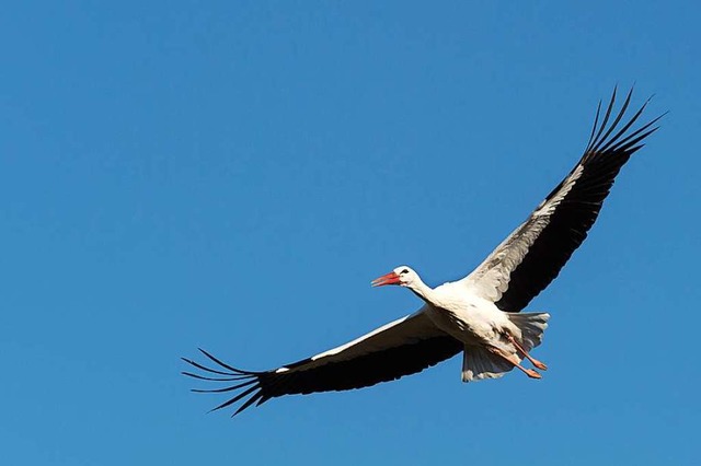 Storch Lenny kehrte nicht aus Spanien zurck.  | Foto: Zoo Basel