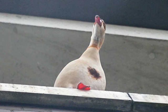 Im Dezember hatten die Nilgnse den Bu...obert. Nun lebt Familie Gans im Grtt.  | Foto: Maja Tolsdorf