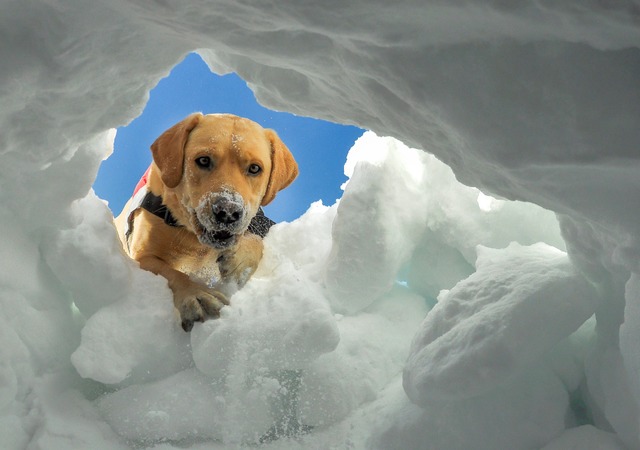 Immer der Nase nach: Ein Lawinenhund h...zu einem Verschtteten durchgebuddelt.  | Foto: Eric Diederen