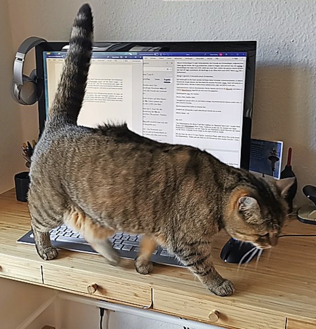 Wo ist die Maus? Katze Kira luft ber...atrik Mller, derzeit  im Homeoffice.   | Foto: Patrik Mller