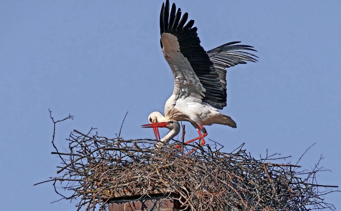 Neues Paar, neues Nest in Kenzingen.   | Foto: Wolfgang Hoffmann