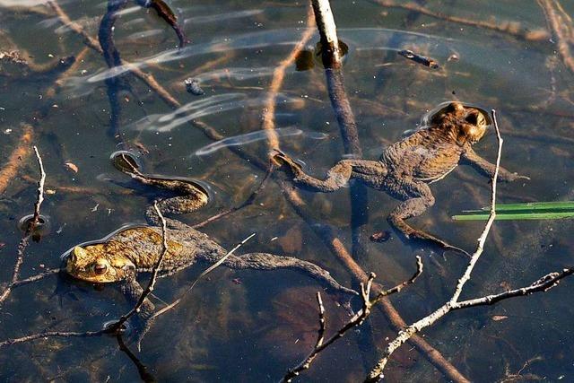 Am Freiburger Waldsee gibt es kaum noch Krten und Frsche