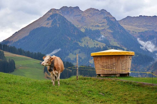 Neben dem Tourismus ist die Milchviehw...haft Teil der Identitt im Saanenland.  | Foto: Ulrike Ott