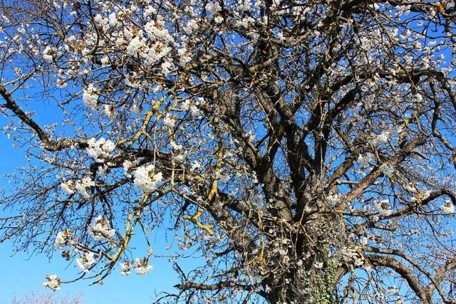 Noch mehr Sorgen fr die Landwirte: Frostnchte knnten die Ernte zerstren