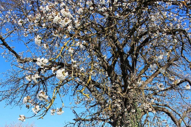 Die Obstblten sind durch die Frostnchte bedroht.  | Foto: Victoria Langelott