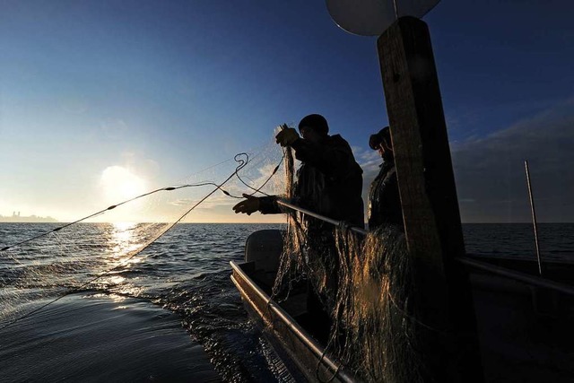 Berufsfischer auf dem Bodensee  | Foto: Felix Kstle (dpa)