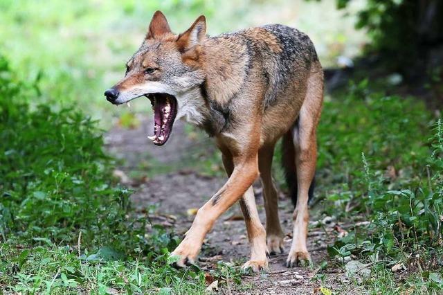 Warum fürchten sich Menschen vor Wölfen?