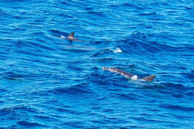 Zwei Delfine schwimmen neben dem Boot her.   | Foto: Privat