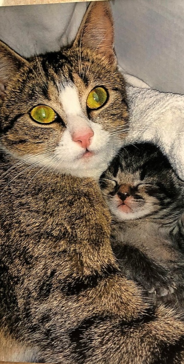 Mama-Katze Minou mit einem ihrer noch ... sich ganz doll an sie gekuschelt hat.  | Foto: privat