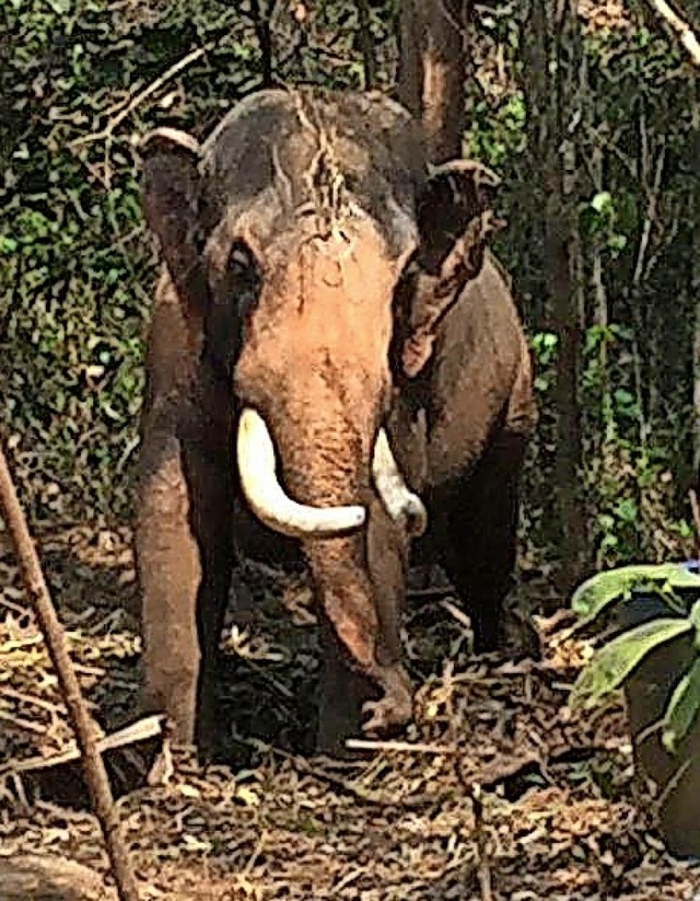 Ein indischer Elefant  | Foto: privat