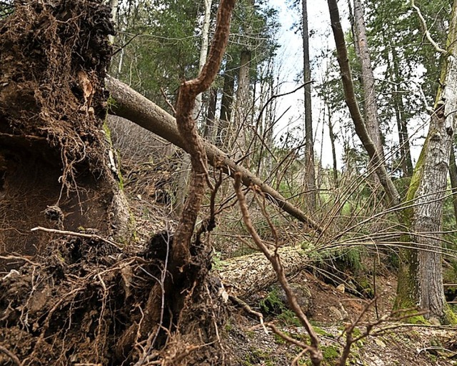 Ein durch Sturmtief Sabine umgestrzter Bau in Todtnau  | Foto: Jonas Hirt