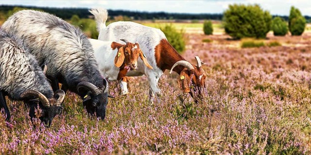 Heidschnucken in der Lneburger Heide  | Foto: INGO BARTUSSEK