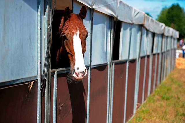 Es gibt klare Vorschriften, wie mit Pferden in der Krise umzugehen ist.  | Foto: Bettina Schaller