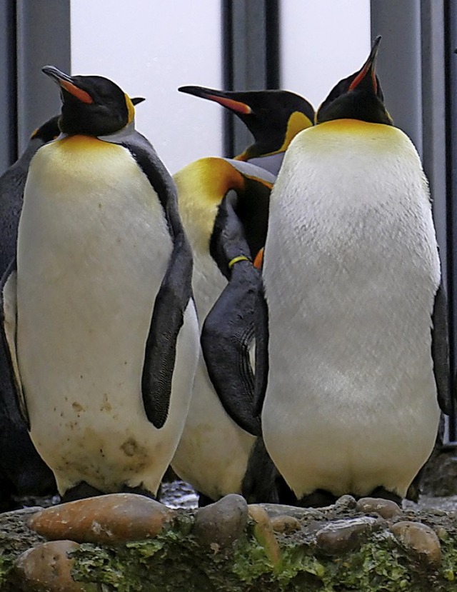 Pinguine  im derzeit geschlossenen Zoo Basel.   | Foto: Kathrin Ganter