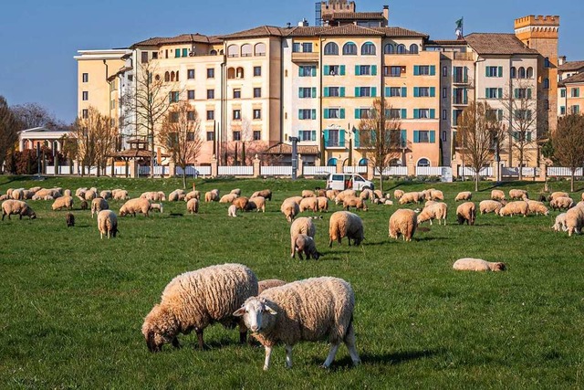 Friedlich grasen Schafe vor dem Hotel ...sten vom Tourismus geprgten Gemeinde.  | Foto: Bernhard Rein/Europa-Park