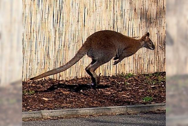 Känguru hüpft zum Gartencenter