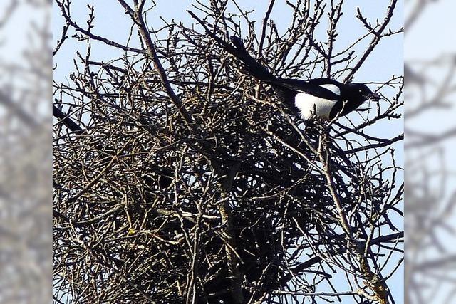 Beobachtung in der Natur