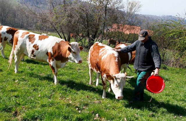 Landwirt Bernd Schmieder treibt die Hi...lder auf die Weide auf dem Langenhard.  | Foto: Heidi Fel
