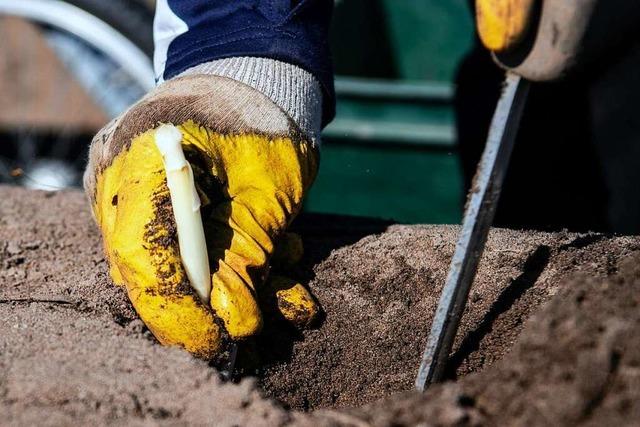 Landwirte und Erntehelfer sollen bers Internet zusammenfinden