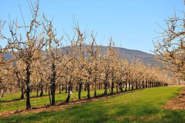 Markgrfler Landwirte stehen wegen Coronakrise, Erntehelfermangel und Frost unter Druck