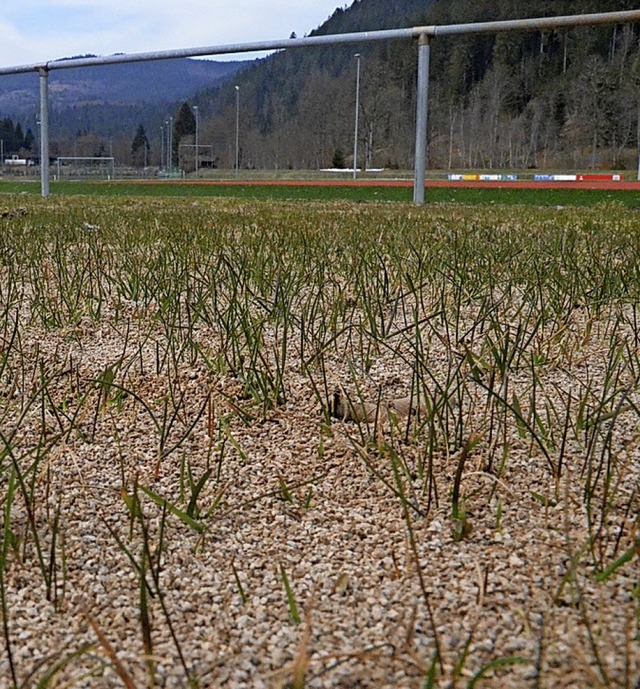 Die Korkteilchen hat das Hochwasser vo...atz Richtung Volleyballplatz gesplt.   | Foto: Sebastian Barthmes