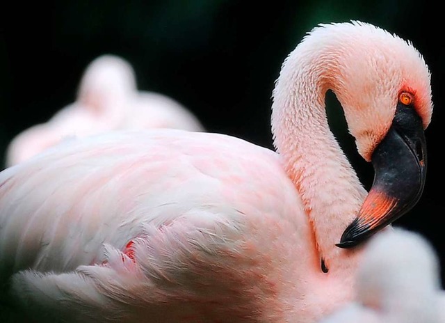 Die Frbung der Flamingos ist artspezifisch.  | Foto: DANIEL SORABJI