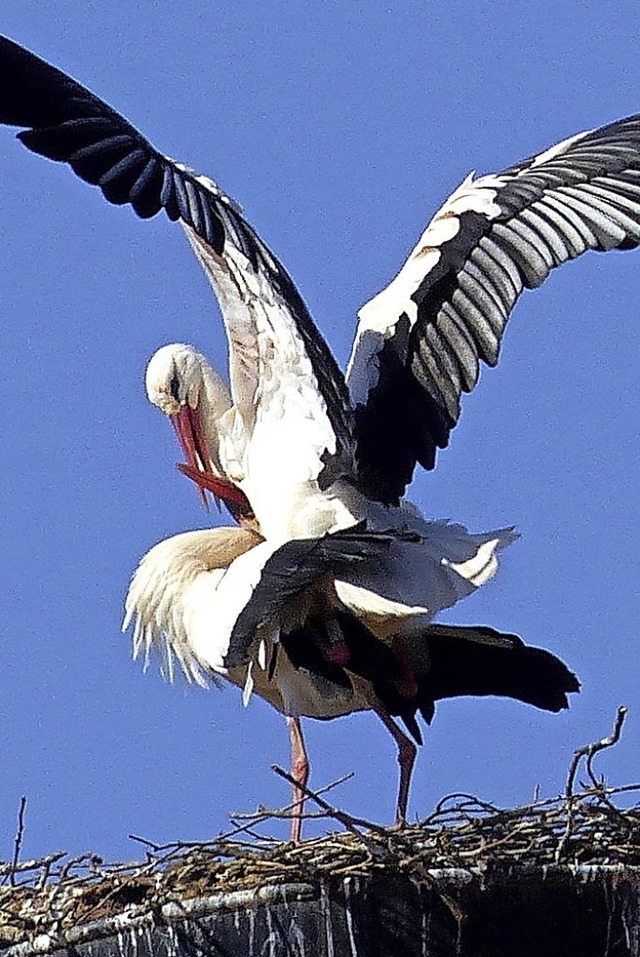 Das  Storchenpaar auf dem Seelbacher R... zeigt sich  unbeeindruckt von Corona.  | Foto: Hansjrg Vgele