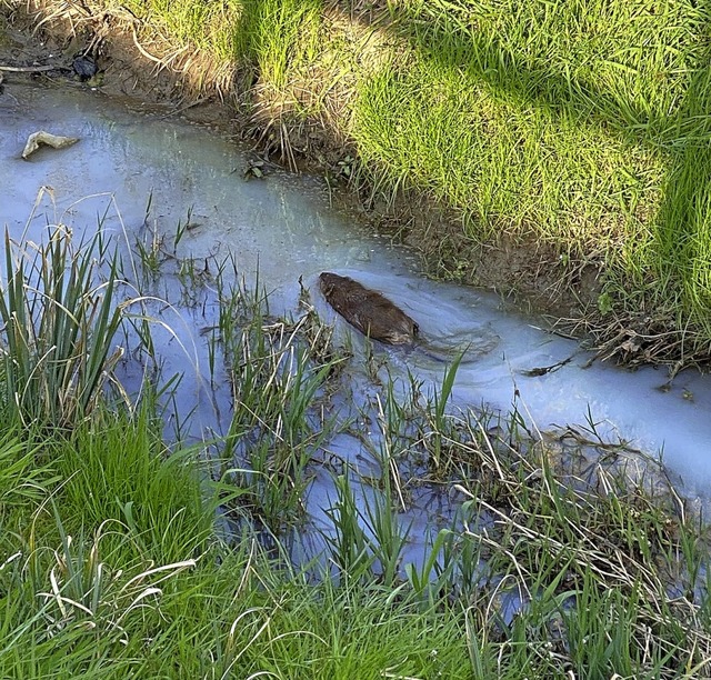 Unbeeindruckt von der Verunreinigung i...utria, die sich dort angesiedelt hat.   | Foto: privat