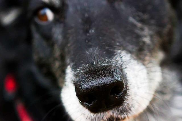 Stadthunde sind ngstlicher als Landhunde