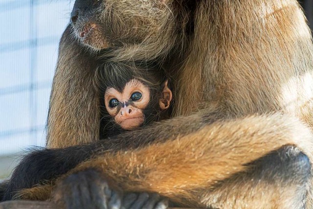 Das Klammeraffen-Baby  | Foto: Zoo Basel (Torben Weber)