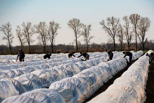 Landwirtschaftsministerium und Innenmi... nach Deutschland einreisen zu lassen.  | Foto: Paul Zinken (dpa)