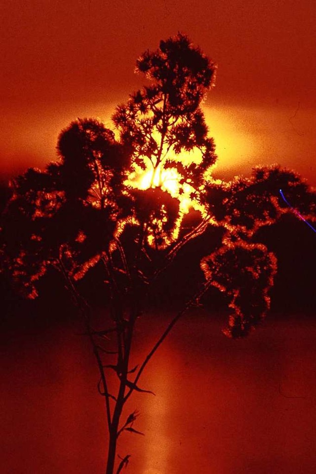Eine Goldrute vor untergehender Sonne  | Foto: Wilhelm Lieberwirth