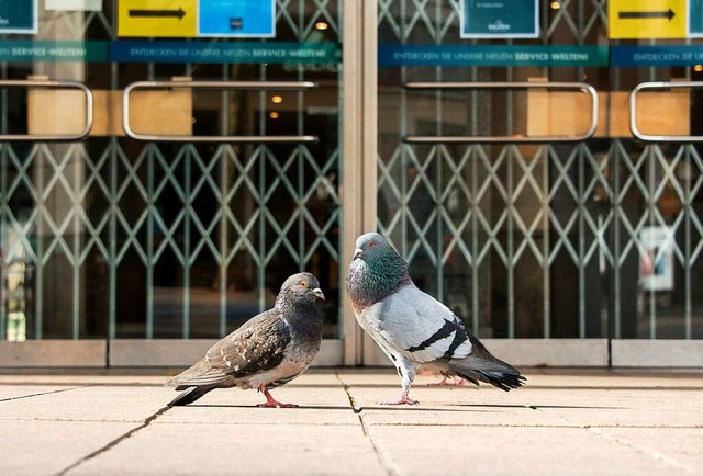 Die Tauben stehen vor verschlossenen T...en Innenstdten  derzeit kein Futter.   | Foto: Daniel Bockwoldt (dpa)