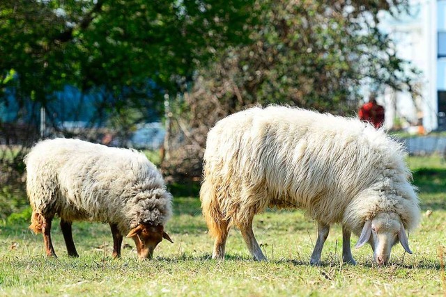 Die Schafe und sonstigen Tiere von &#8...iet Obergrn aus der Ferne betrachten.  | Foto: Ingo Schneider
