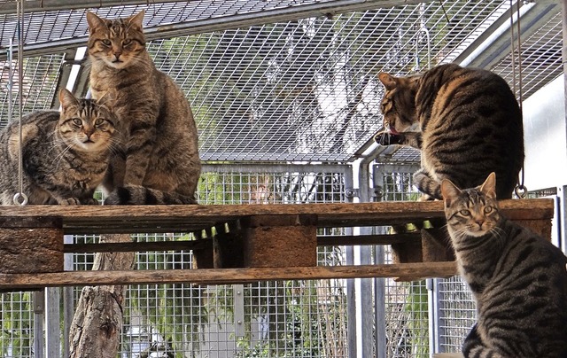 Im Bugginger Katzenhaus leben die Bewohner in Gruppen zusammen.  | Foto: Tierschutzverein Markgrflerland