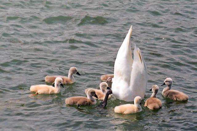 Eine elegante Lehrstunde fr Schwanenbabys bei Wyhl