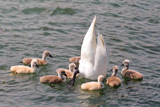 Auf dem Rhein bei Wyhl - eine Lehrstun...oder zeigt sie, wie man Futter findet?  | Foto: Helmut Mall