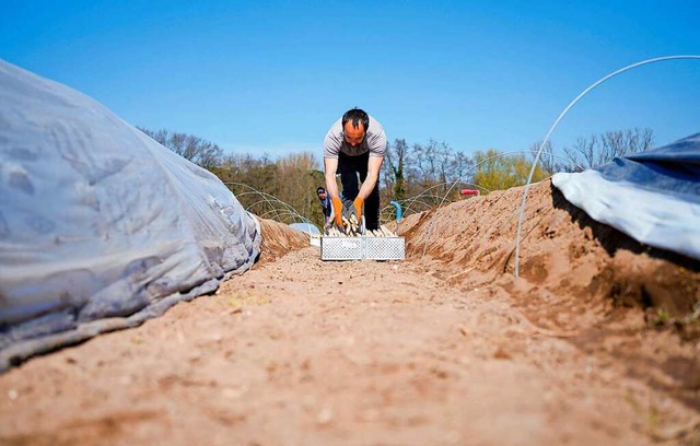 Jetzt beginnt die Spargelernte in der Region..  | Foto: Uwe Anspach (dpa)