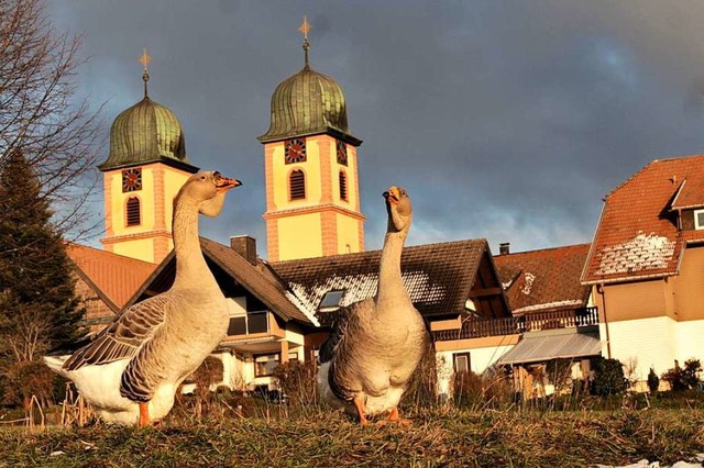 Gnsemarsch vor der Klosterkirche in St. Mrgen  | Foto: Konrad Saier